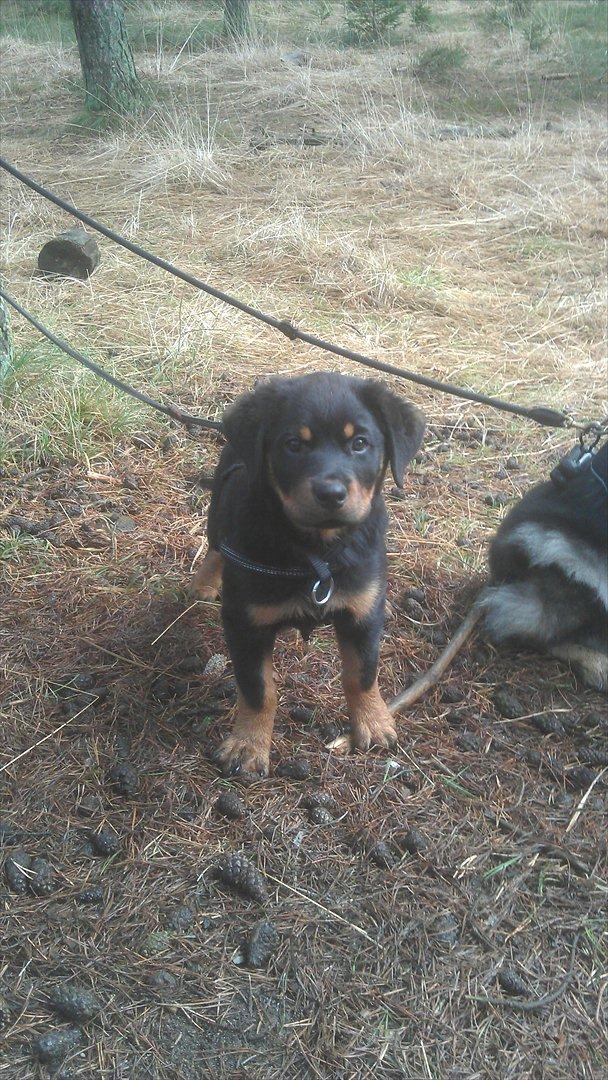 Rottweiler Von Barnewitz Georgia billede 7
