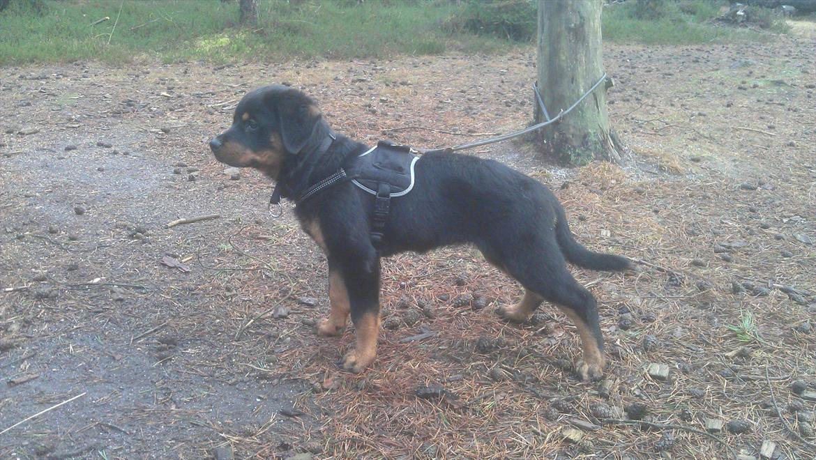Rottweiler Von Barnewitz Georgia billede 8