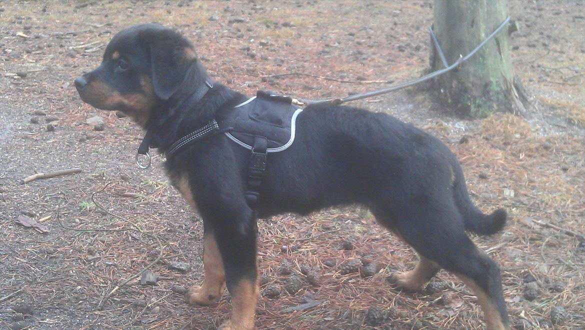 Rottweiler Von Barnewitz Georgia billede 9