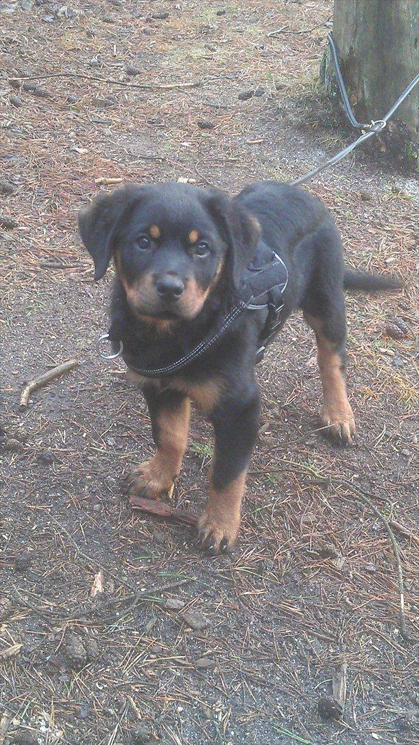 Rottweiler Von Barnewitz Georgia billede 10