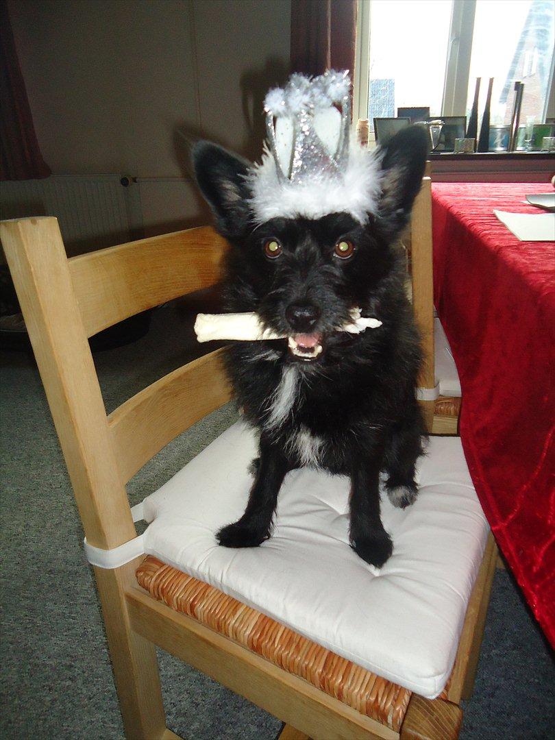 Blanding af racer Loke-emil billede 14