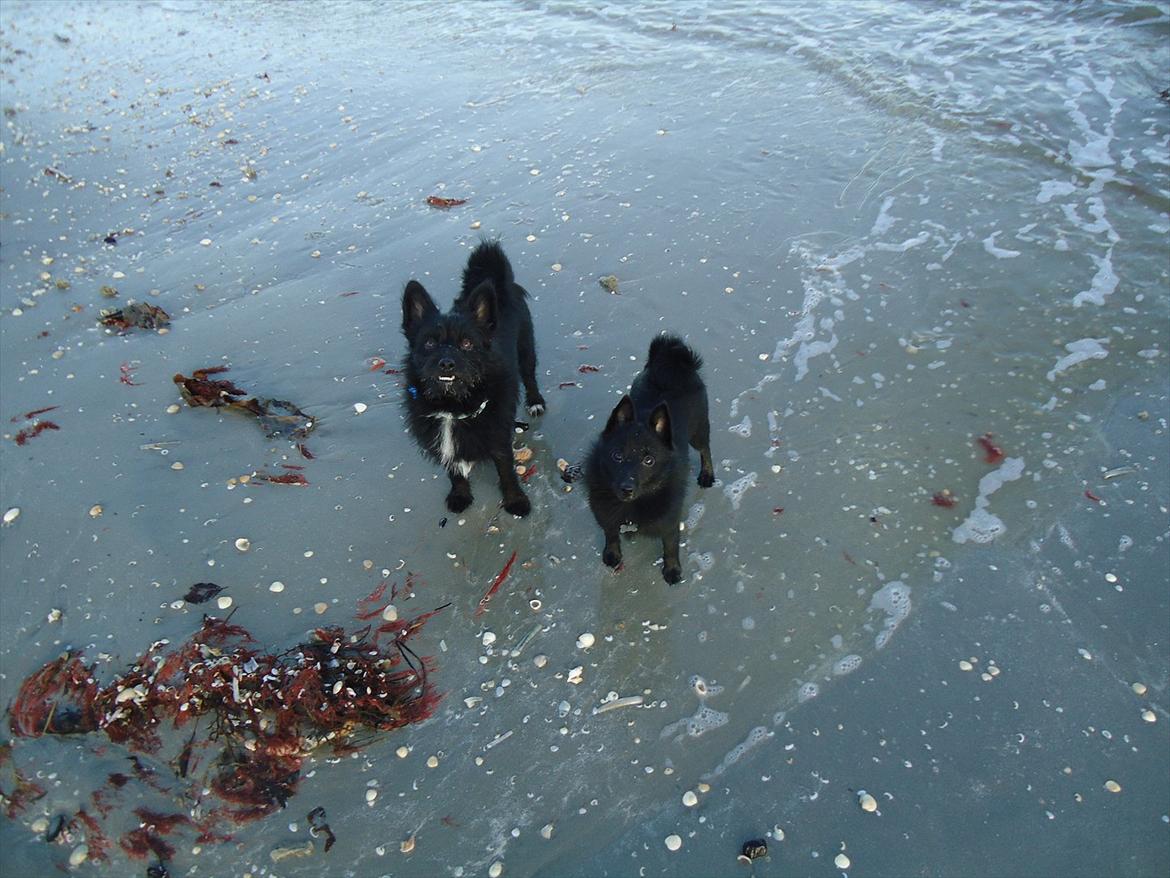 Blanding af racer Loke-emil billede 15