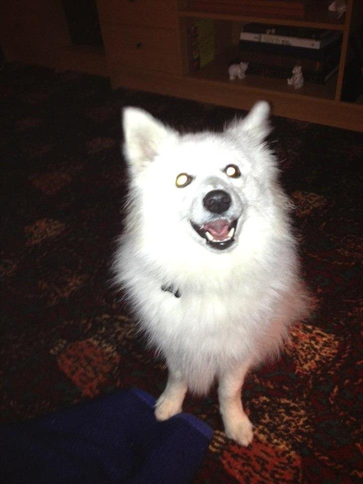 Japansk spids Trille - FARLIG kan jeg osse se ud :)  billede 10