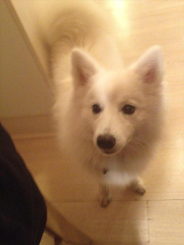 Japansk spids Trille - Så er jeg ved at være de 9 måneder.  billede 11