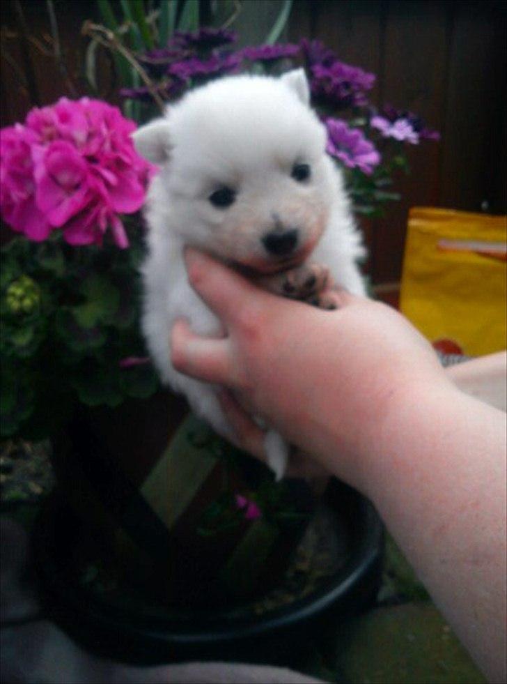 Japansk spids Trille - Der jeg ikke mere end et par uger gammel billede 12