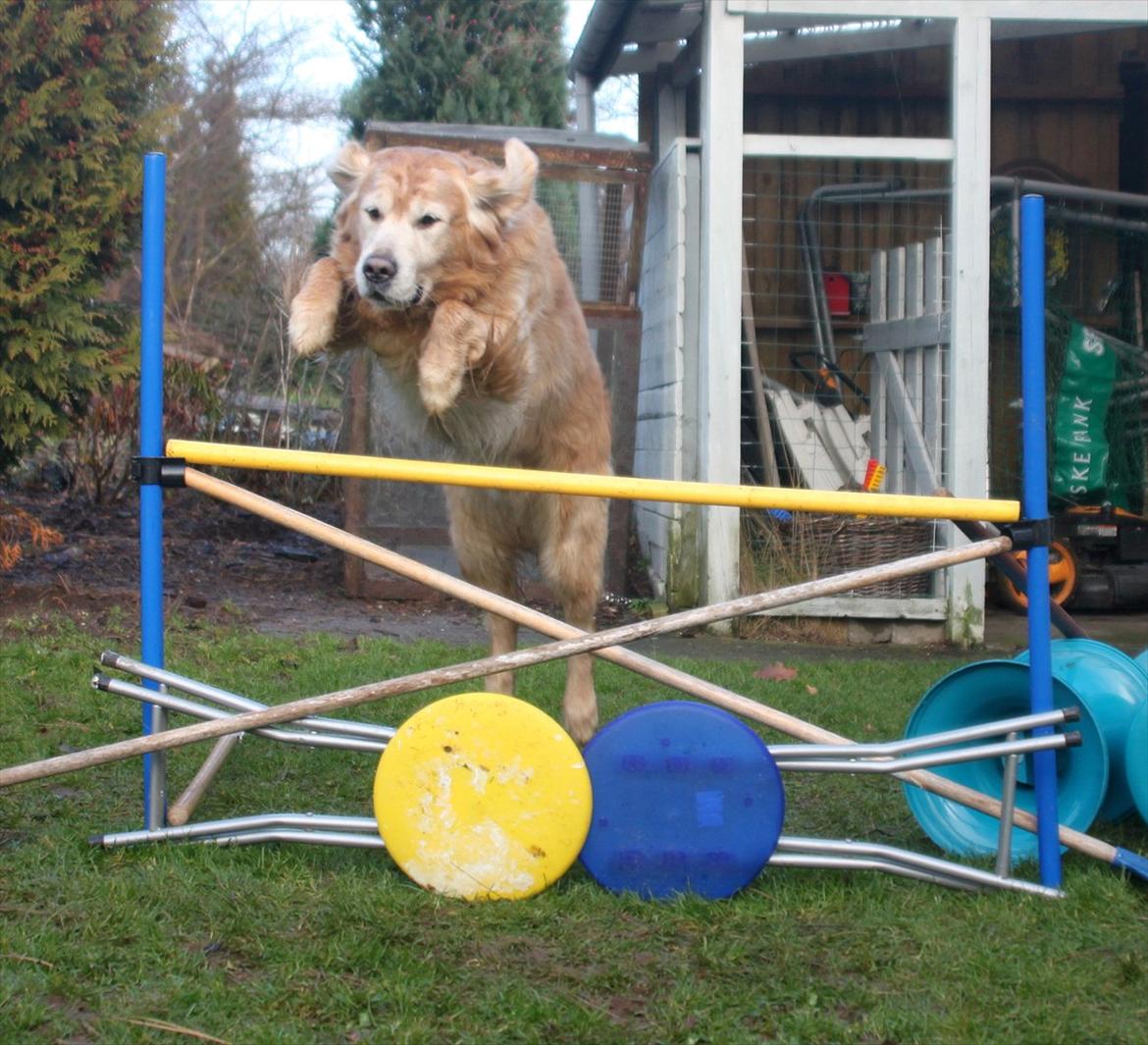 Golden retriever Simba billede 11