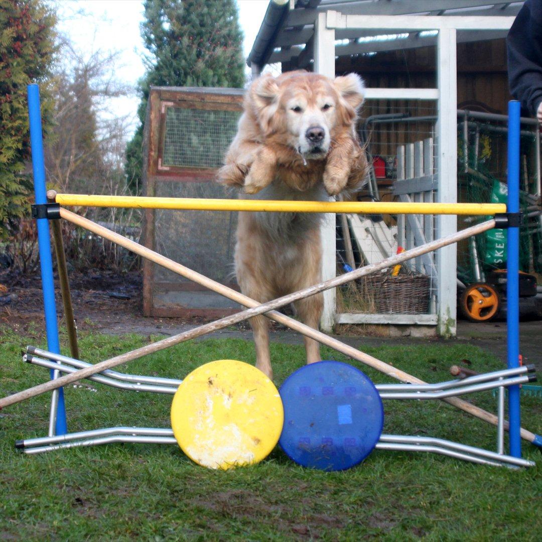 Golden retriever Simba billede 12