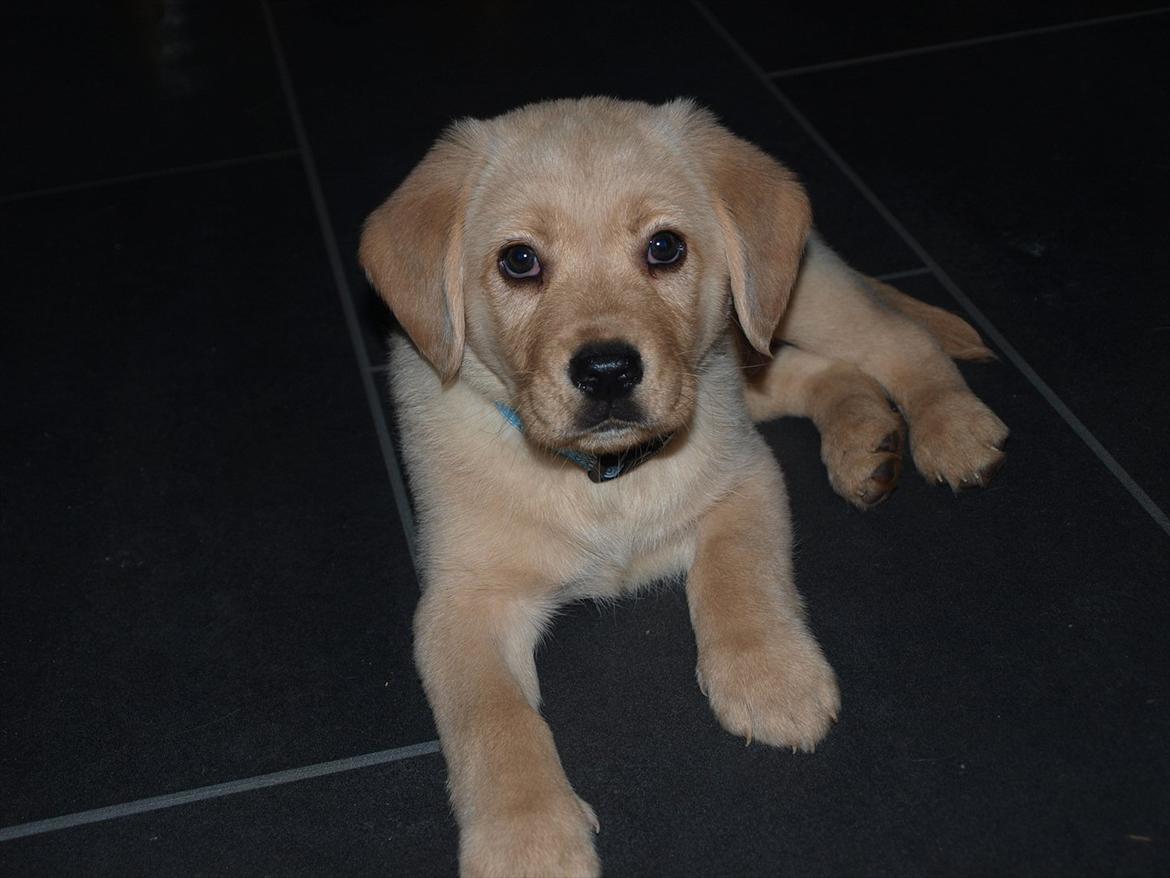 Labrador retriever Walde - Lige flyttet hjem til os billede 1