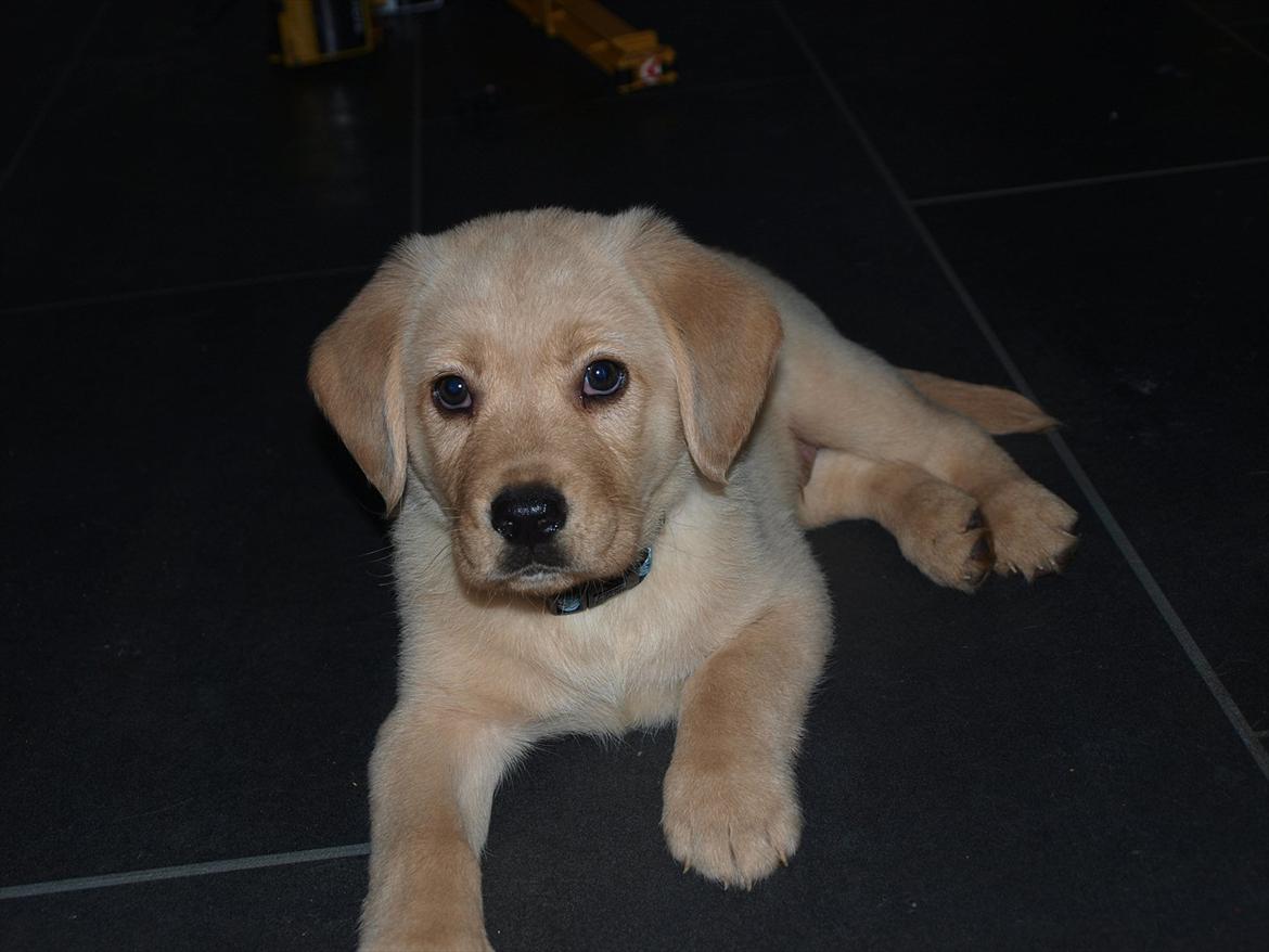 Labrador retriever Walde billede 2