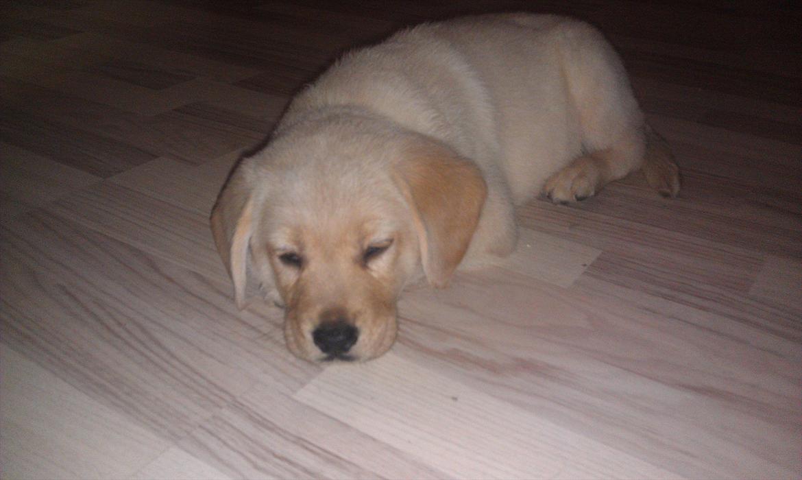 Labrador retriever Walde billede 5