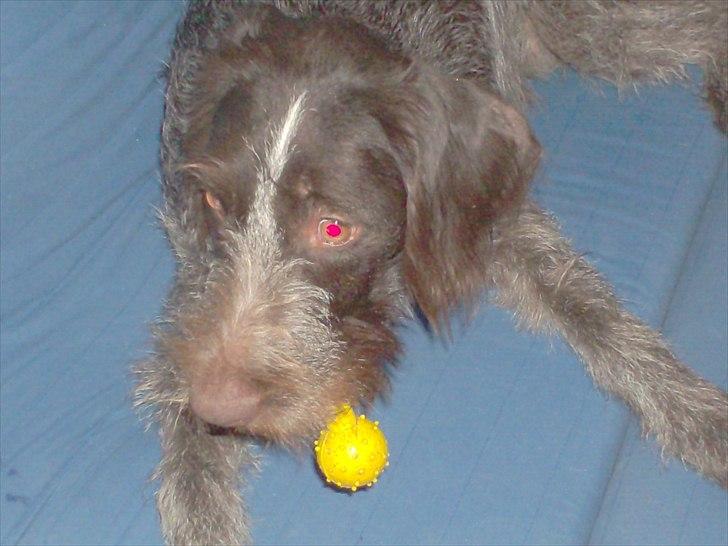 Ruhåret hønsehund Zenta - smukke dukken elsker at ligge på noget blødt billede 6