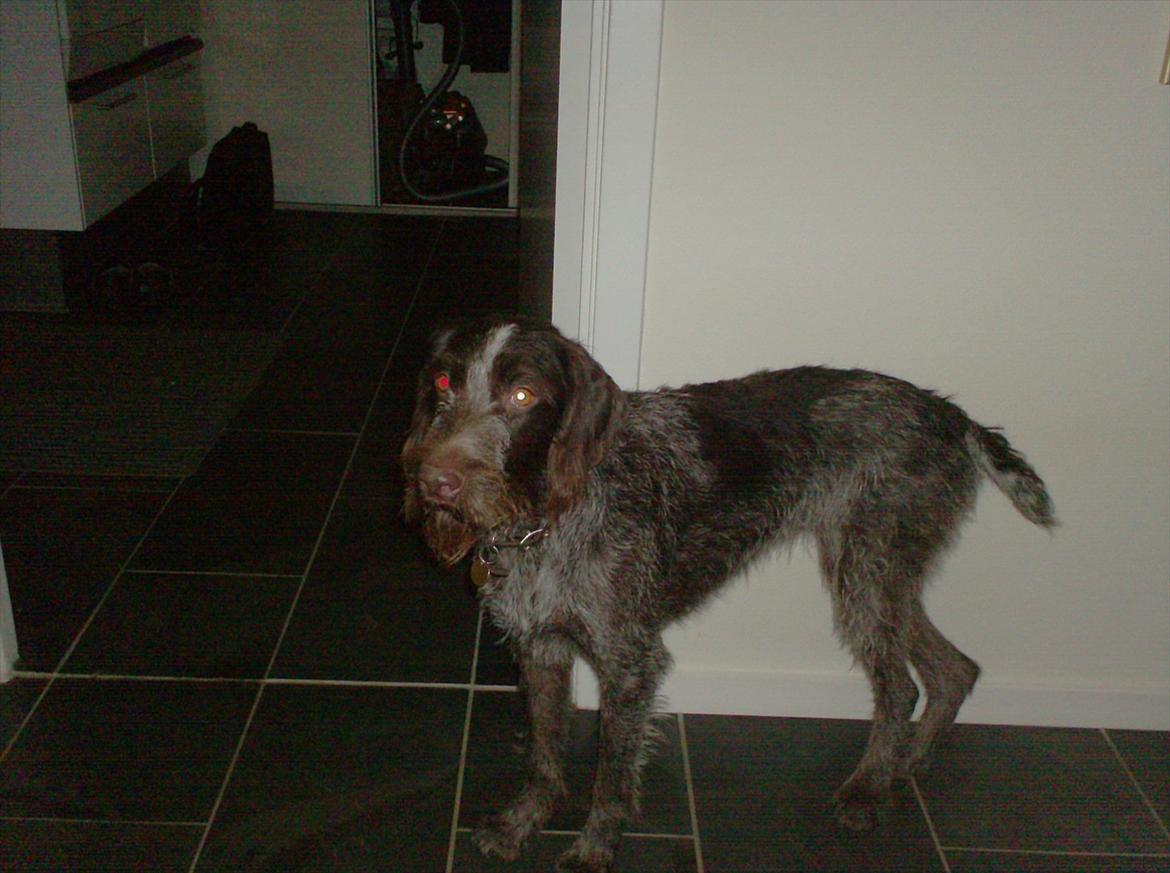 Ruhåret hønsehund Zenta - står lige og holder vagt / håber på jeg må få lidt mad billede 7