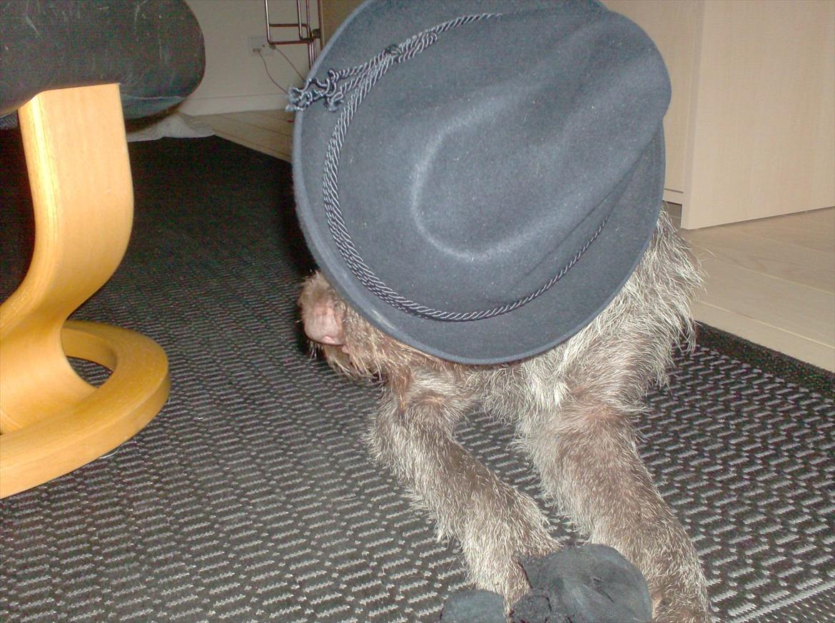 Ruhåret hønsehund Zenta - har fået hat på billede 8