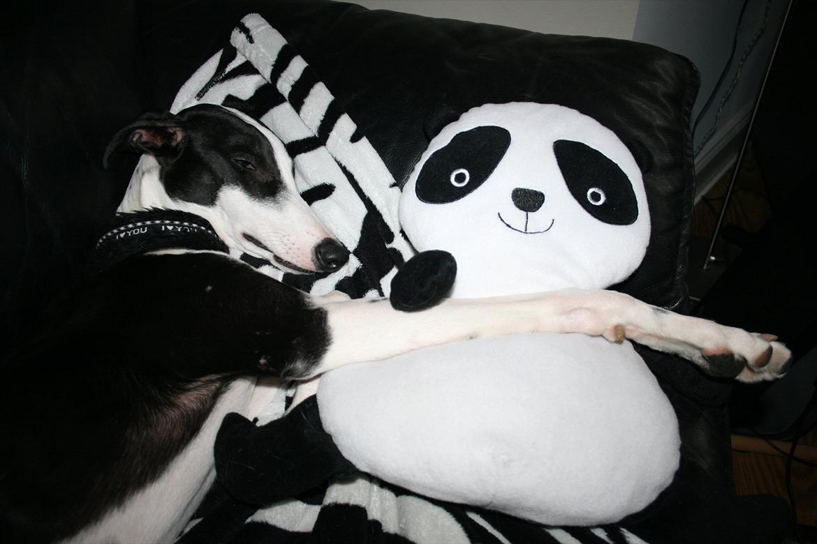 Galgo español AMIGO - Hygge med sovedyr... billede 10