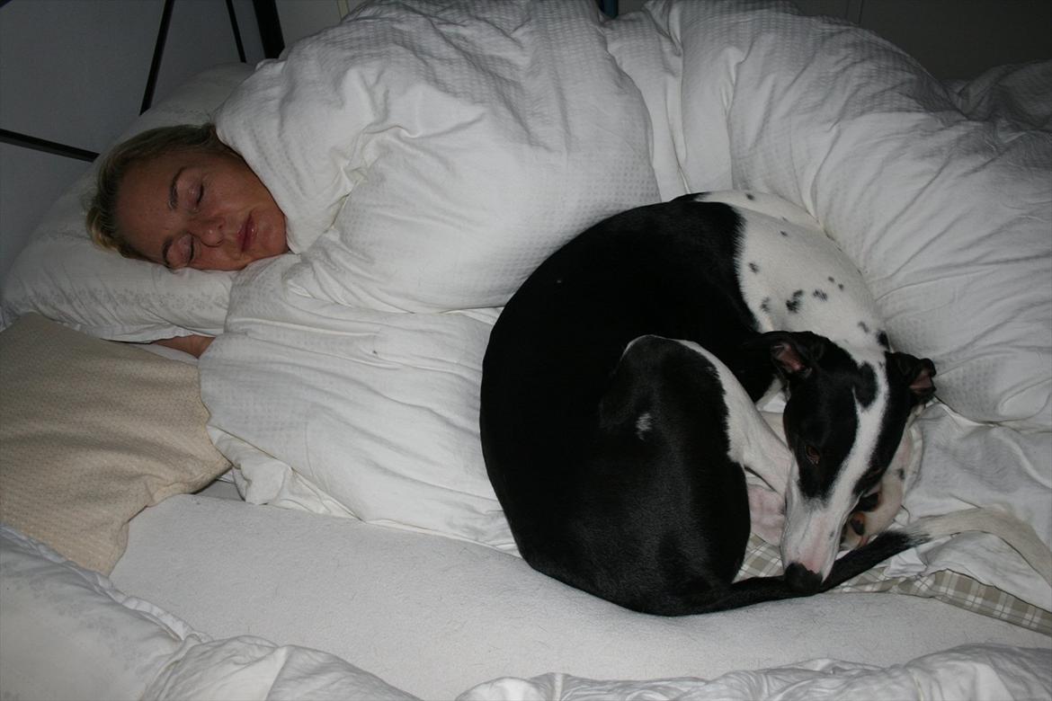 Galgo español AMIGO - Så lille kan man blive :) billede 11