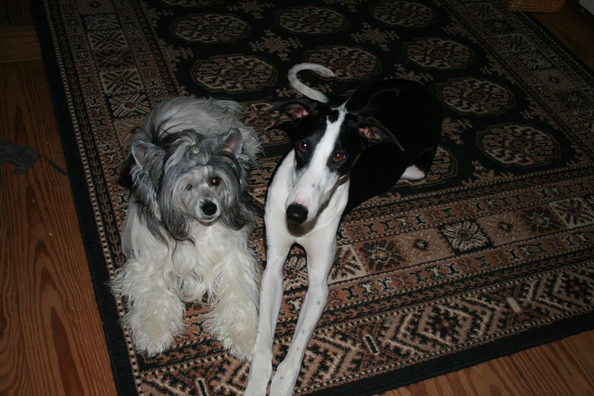 Galgo español AMIGO billede 12