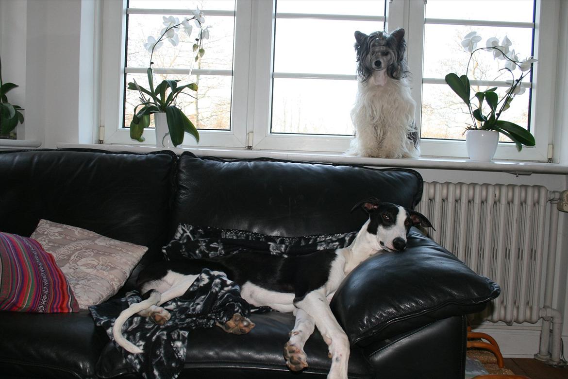 Galgo español AMIGO - Hov!!! En hund i vinduet ;) billede 13