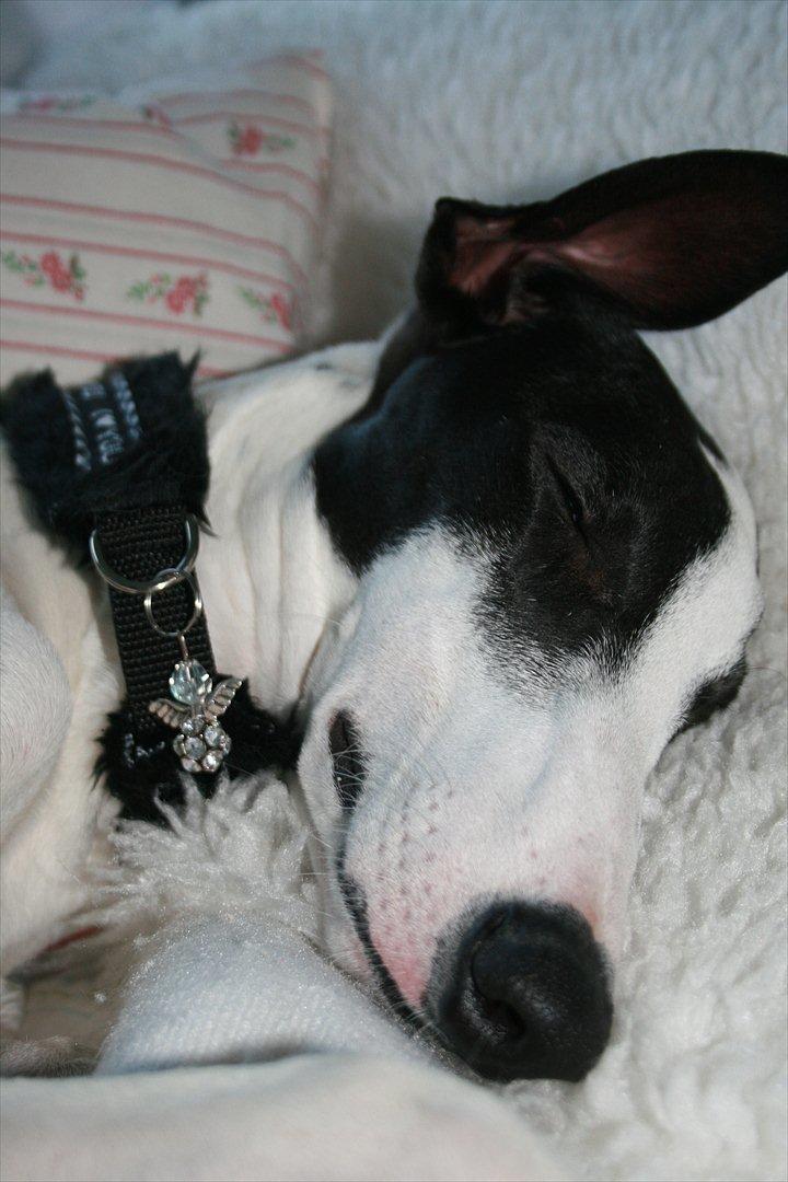 Galgo español AMIGO billede 14