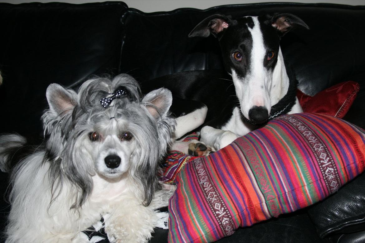 Galgo español AMIGO - Bedste venner <3 billede 15