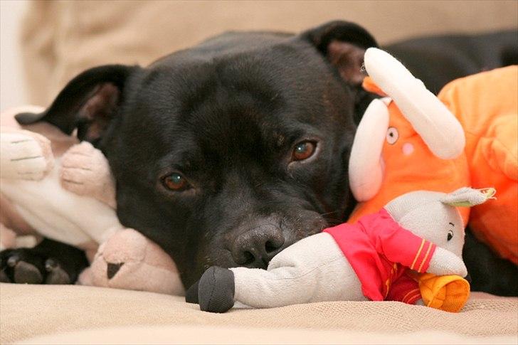 Staffordshire bull terrier Manse - Dec 2011 billede 11