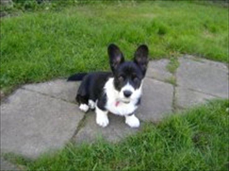 Welsh corgi cardigan Alba billede 1
