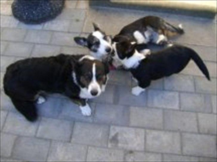 Welsh corgi cardigan Alba billede 2