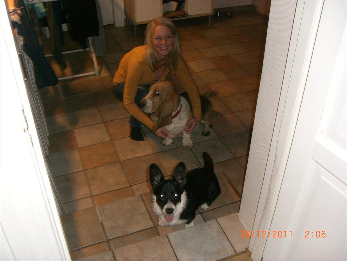 Welsh corgi cardigan Alba billede 3