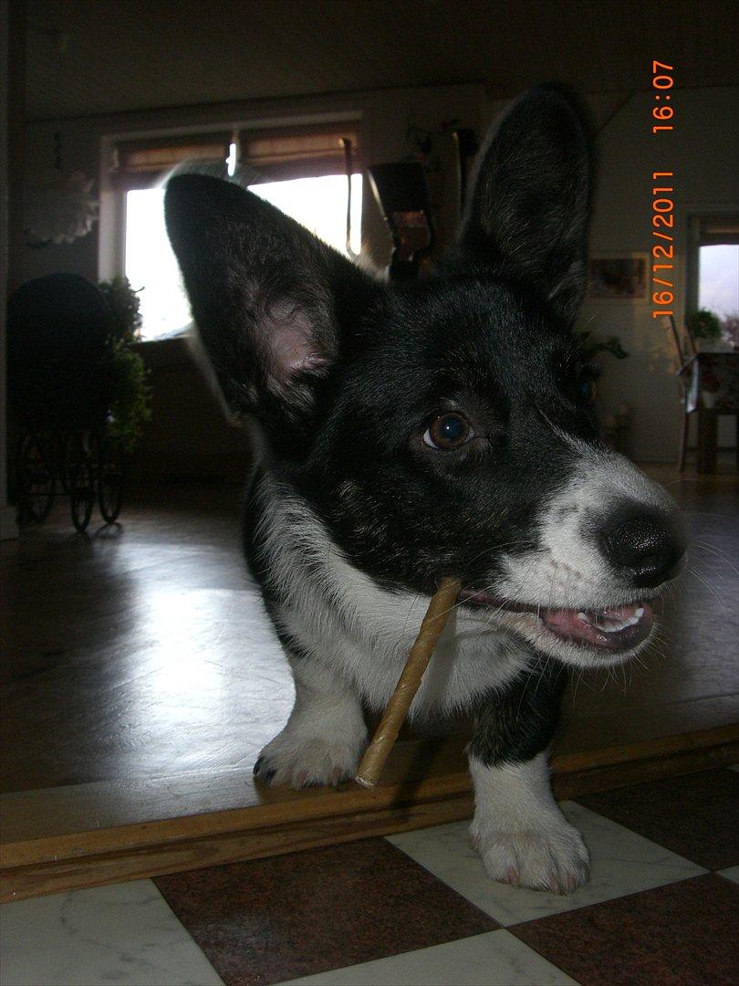 Welsh corgi cardigan Alba billede 4