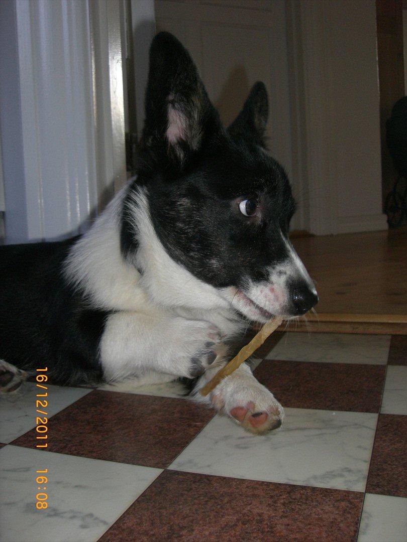 Welsh corgi cardigan Alba billede 5