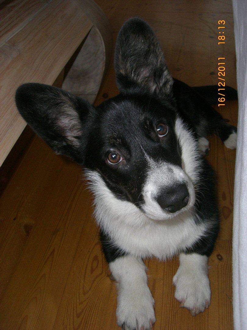 Welsh corgi cardigan Alba billede 6