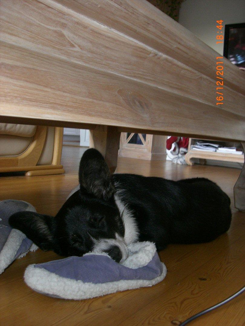 Welsh corgi cardigan Alba billede 7