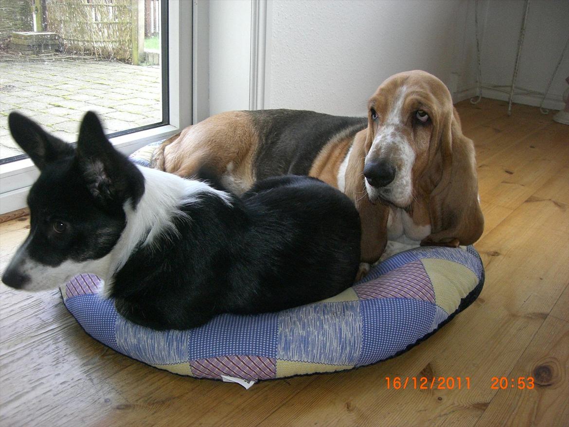 Welsh corgi cardigan Alba billede 8