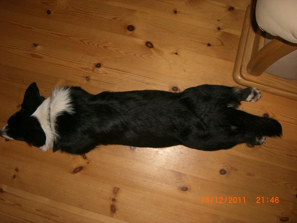 Welsh corgi cardigan Alba billede 9