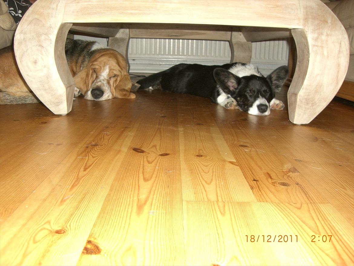 Welsh corgi cardigan Alba billede 10