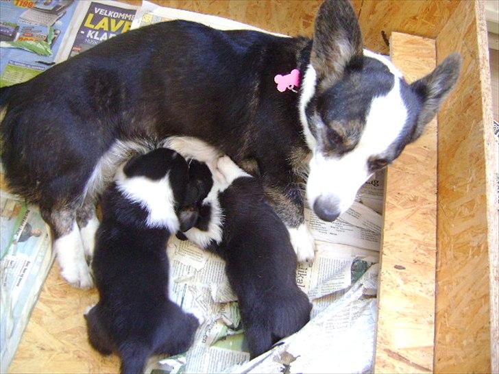 Welsh corgi cardigan Alba billede 11