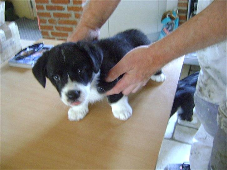 Welsh corgi cardigan Alba billede 12