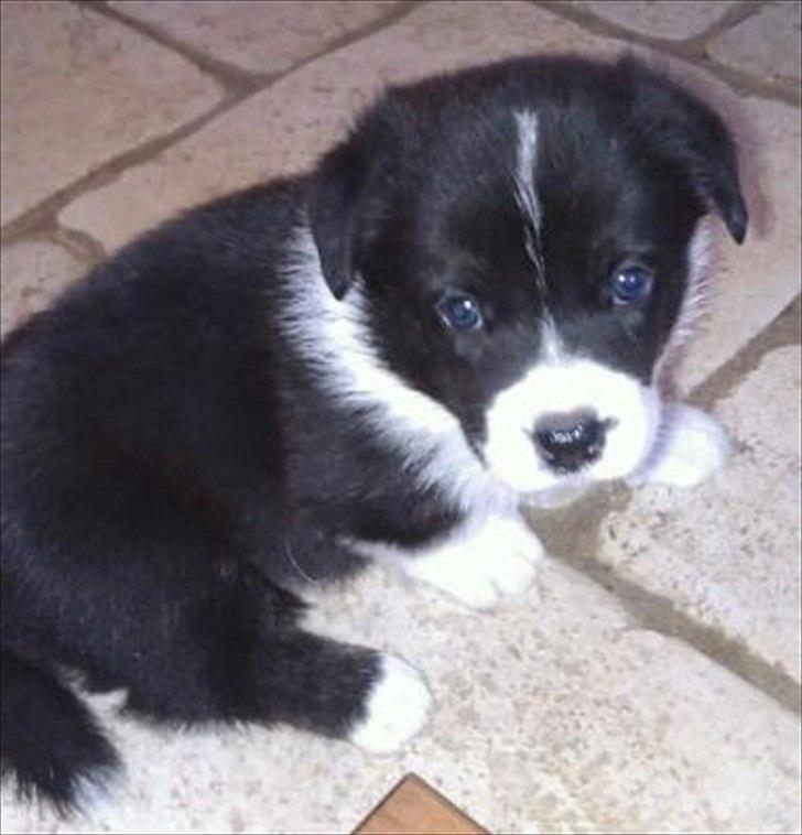 Welsh corgi cardigan Alba billede 13