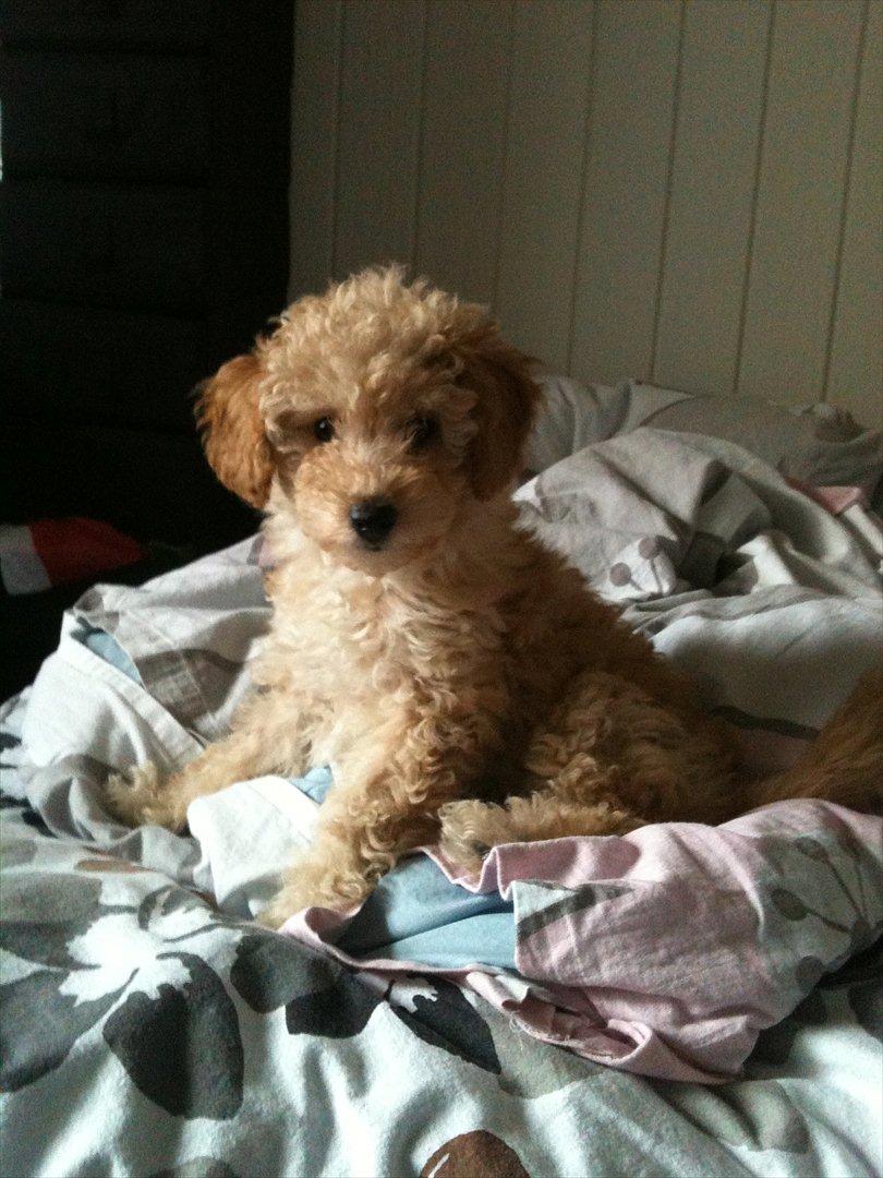 Dværgpuddel Bella - Baby <3 billede 2