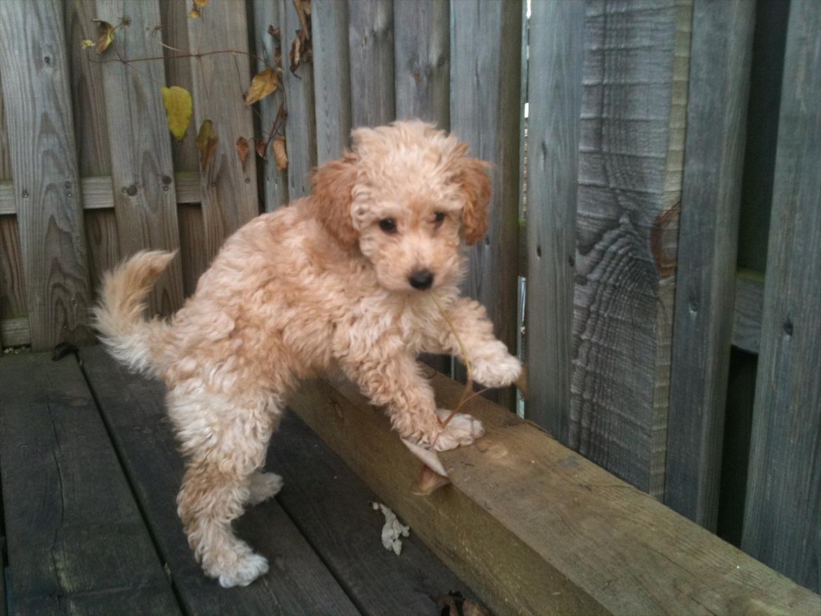 Dværgpuddel Bella - Bella-badutspringer! billede 3