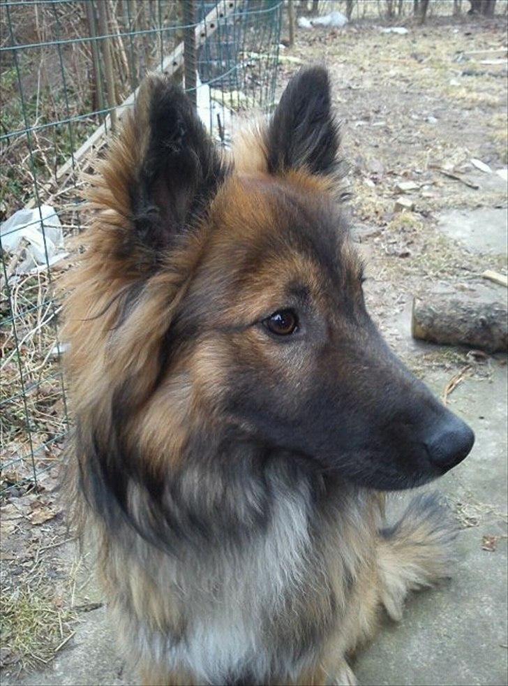 Blanding af racer Tjalfe billede 1