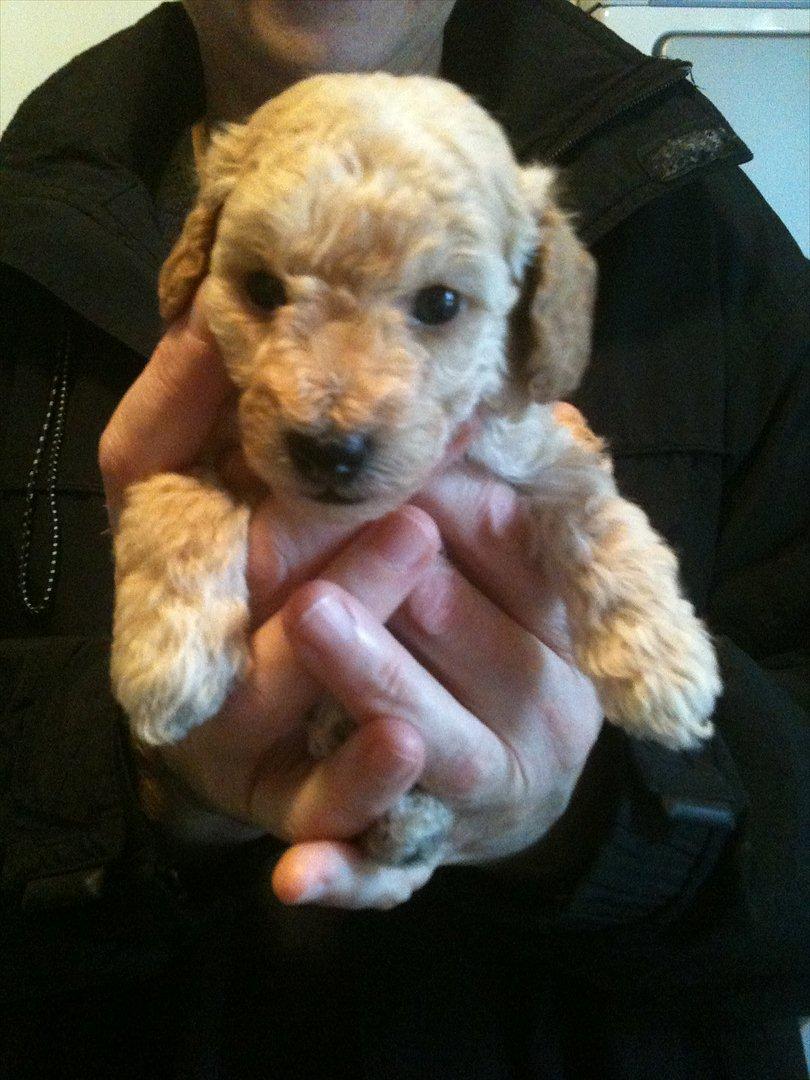 Dværgpuddel Bella - På besøg ved lille Bella, 4 uger gammel. :-) billede 4