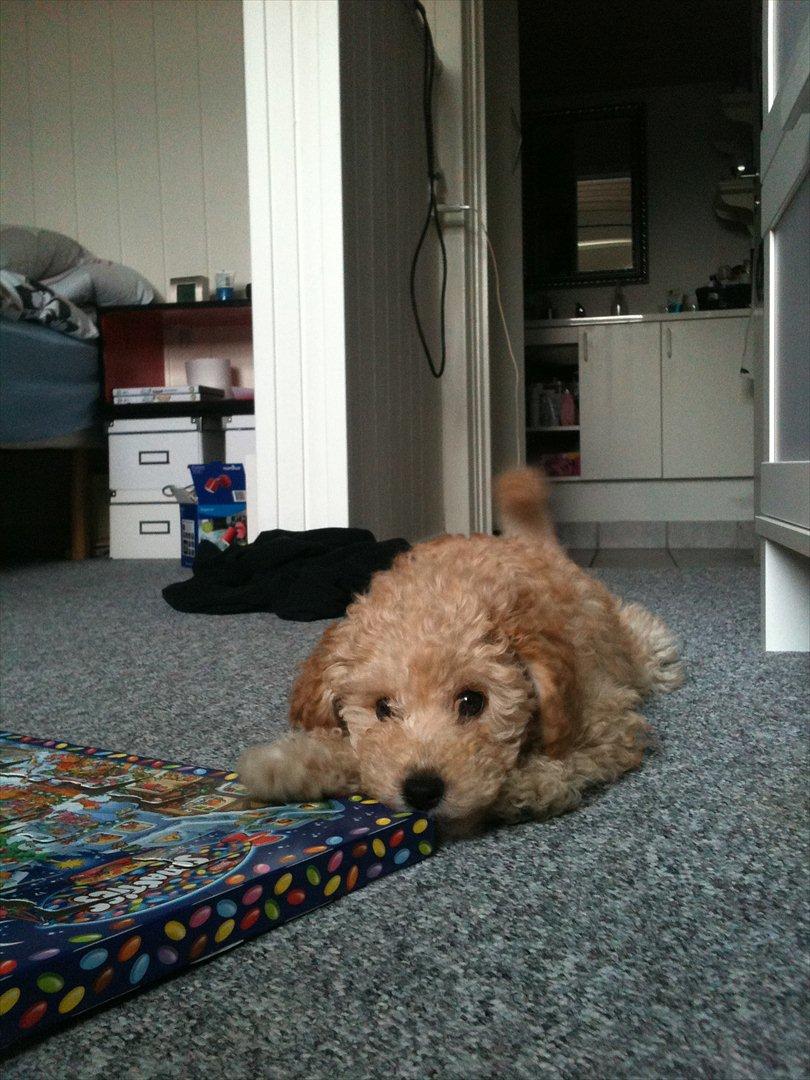 Dværgpuddel Bella - "Jeg hjælper dig lige med den julekaldender der!" billede 5