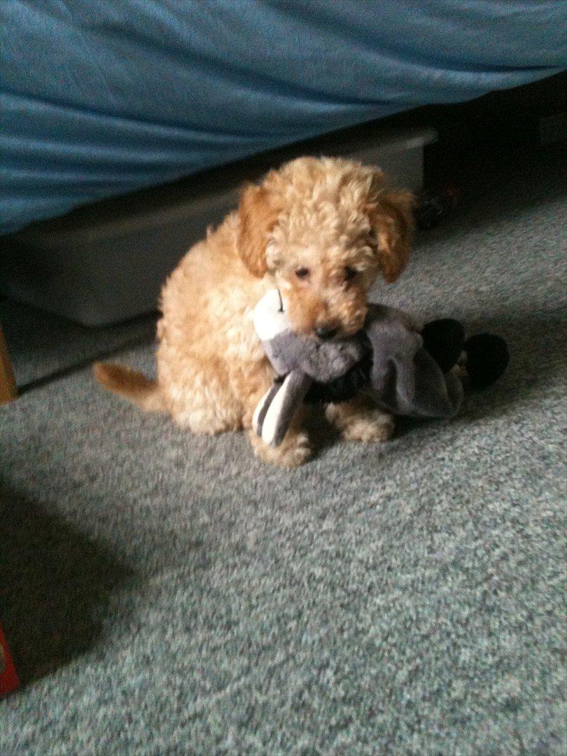 Dværgpuddel Bella - Bella slår æsel ihjel! billede 17