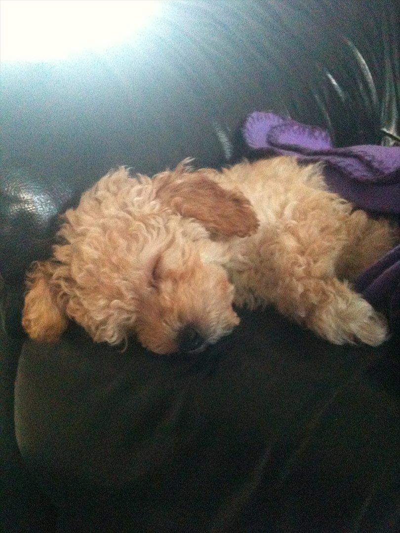 Dværgpuddel Bella - Hendes yndlingssoveplads - sofaen med sit lilla tæppe :-)) billede 6