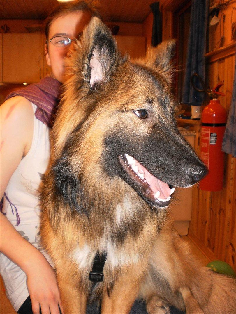 Blanding af racer Tjalfe billede 2