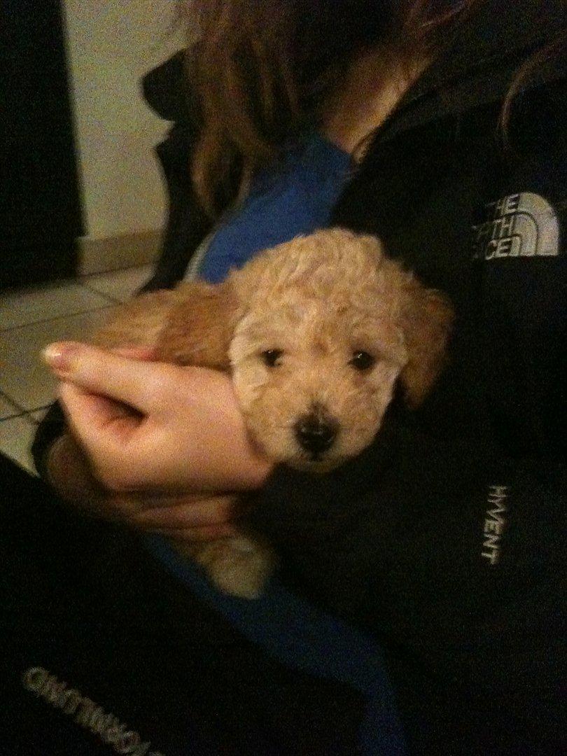 Dværgpuddel Bella - På besøg ved lille Bella, her er hun 6 uger gammel :-) billede 7