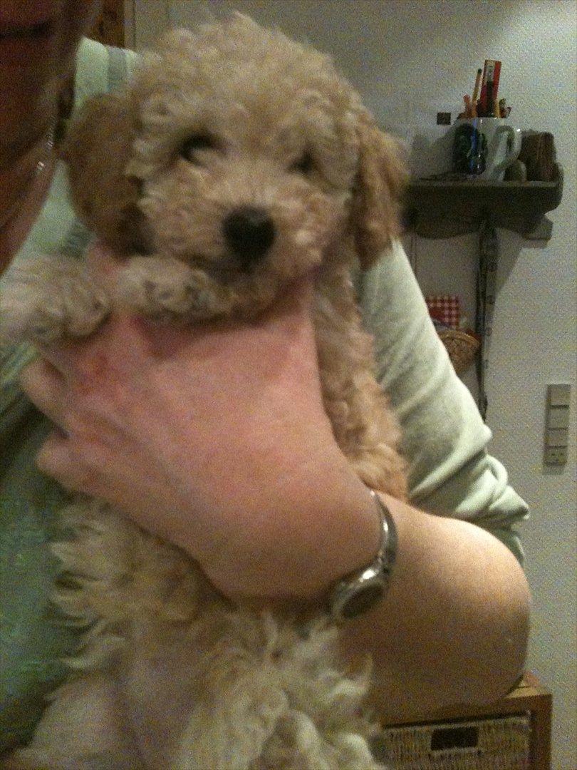 Dværgpuddel Bella - Bella, lige kommet hjem, 8½ uger gammel. :-) billede 8