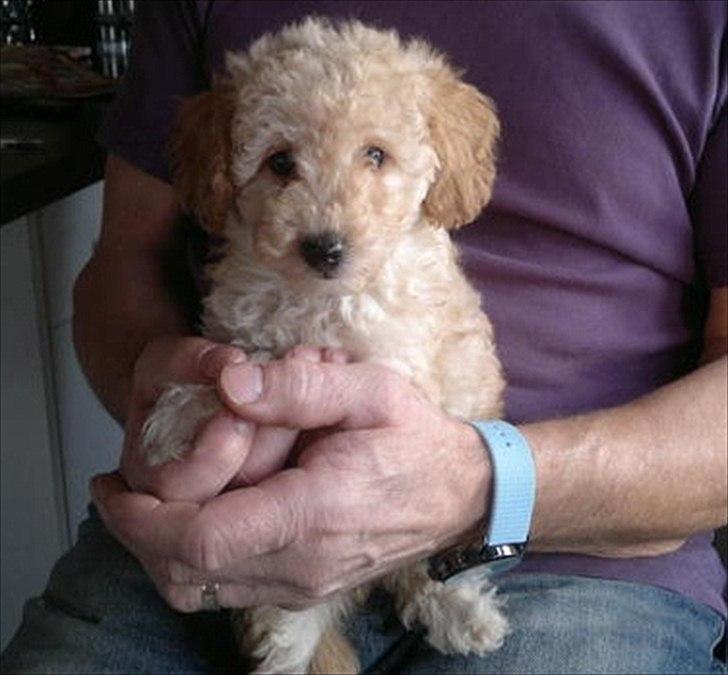 Dværgpuddel Bella - Bella, få dage inden vi hentede hende. billede 9