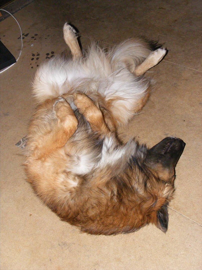 Blanding af racer Tjalfe billede 3