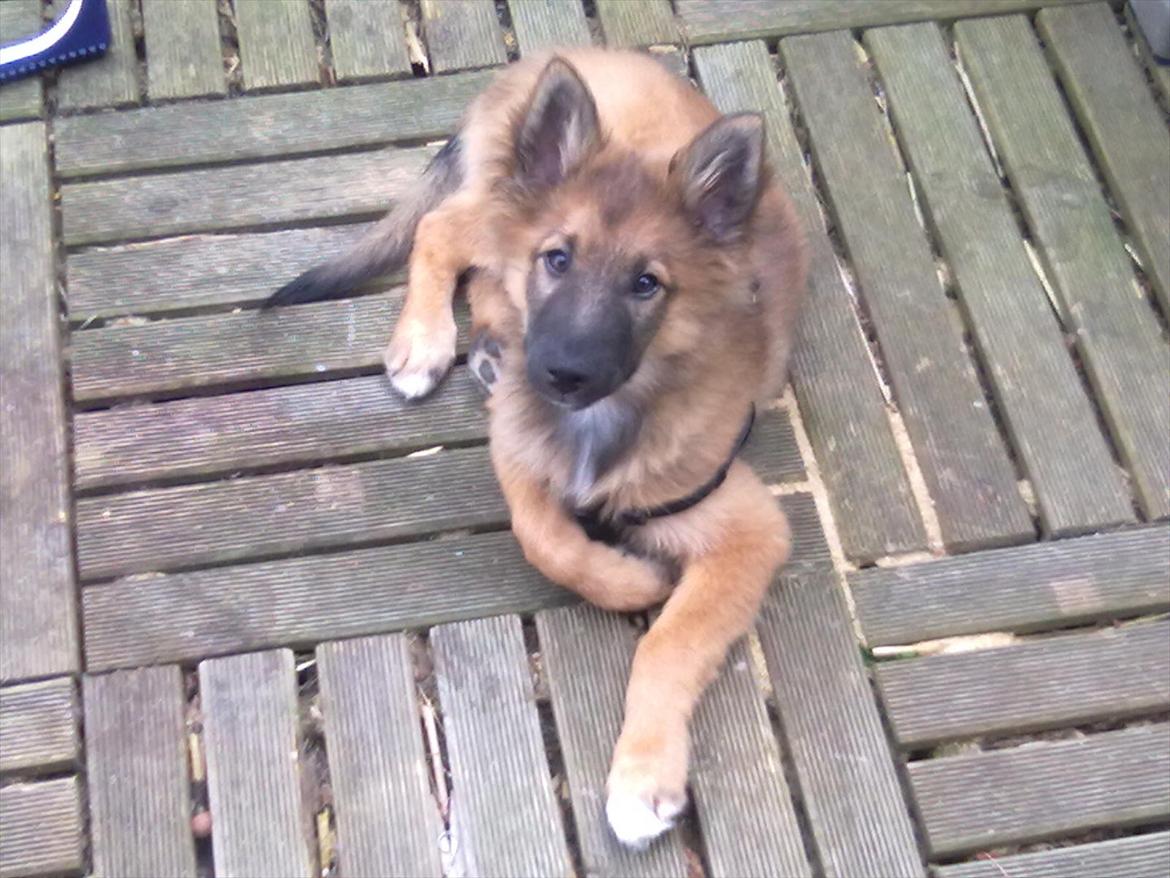 Blanding af racer Tjalfe billede 4